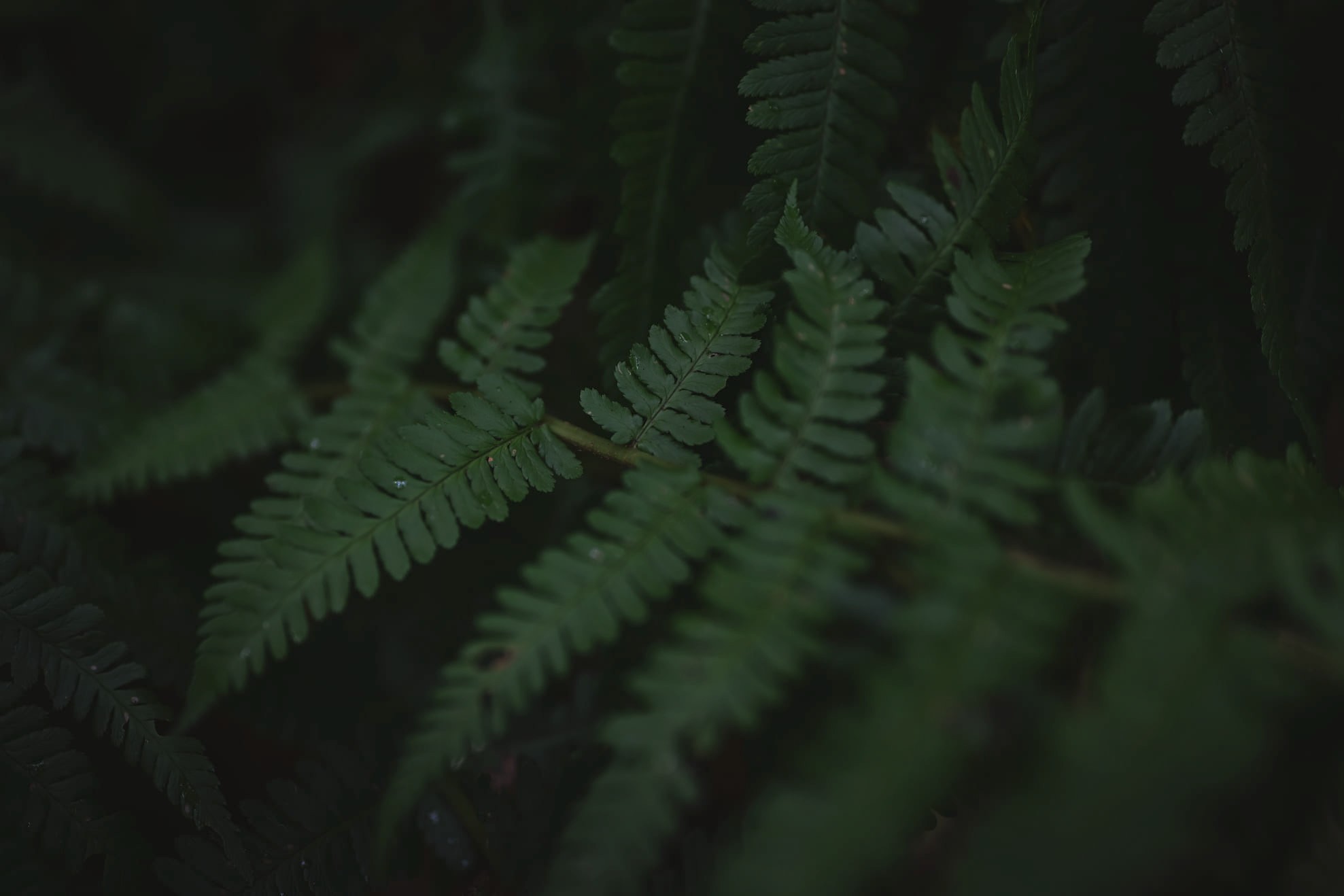 Tmavě zelené kapradí poblíž chaty Roklinky